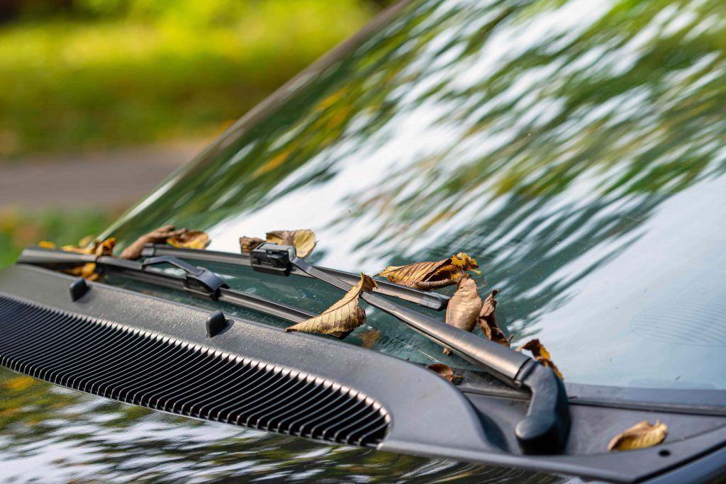 fallen-autumn-leaves-on-the-windshield-of-a-car-1-1024x683.jpg